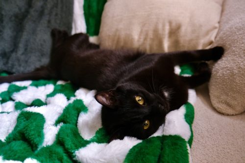 Juno