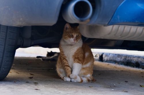 Old San Juan Street Cat